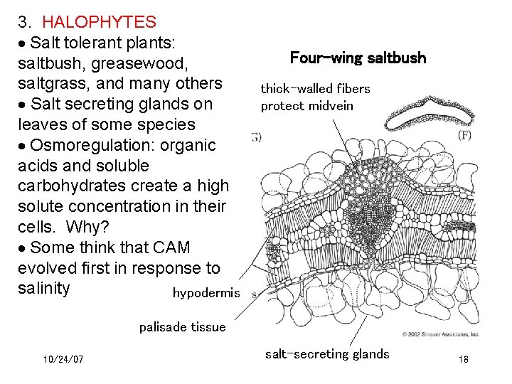 3. HALOPHYTES Salt tolerant plants: saltbush, greasewood, saltgrass, and many others Salt secreting glands