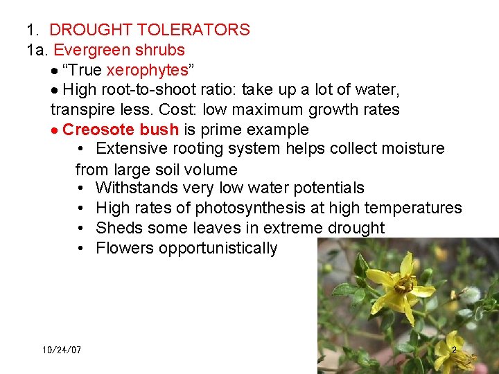 1. DROUGHT TOLERATORS 1 a. Evergreen shrubs “True xerophytes” High root-to-shoot ratio: take up