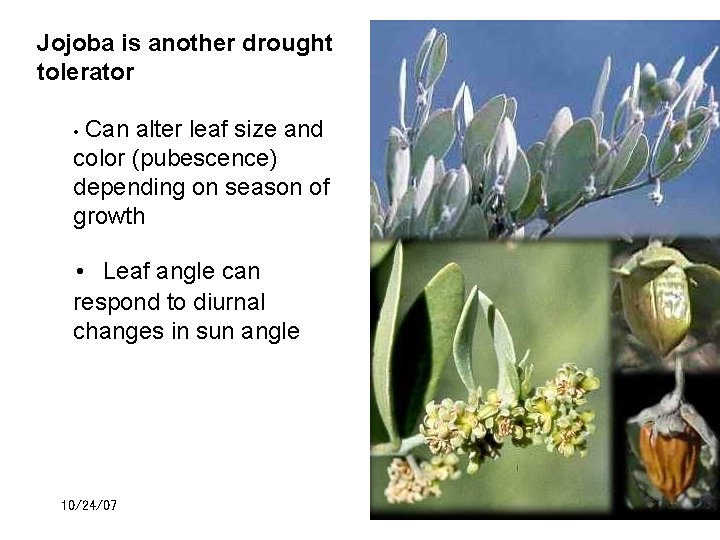 Jojoba is another drought tolerator Can alter leaf size and color (pubescence) depending on
