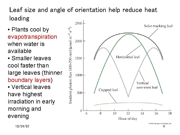 Leaf size and angle of orientation help reduce heat loading • Plants cool by