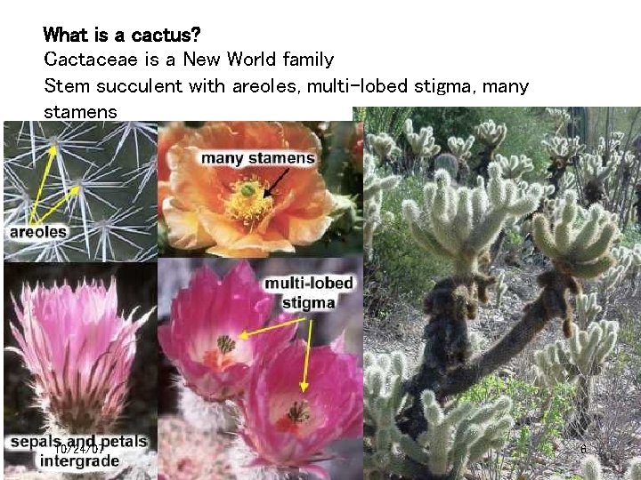 What is a cactus? Cactaceae is a New World family Stem succulent with areoles,