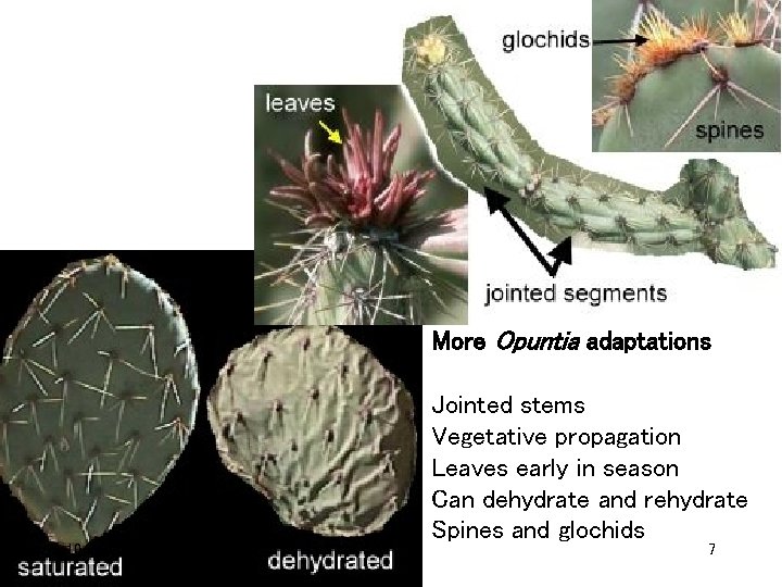 More Opuntia adaptations 10/24/07 Jointed stems Vegetative propagation Leaves early in season Can dehydrate