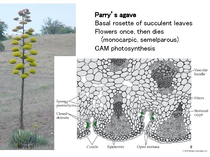 Parry’s agave Basal rosette of succulent leaves Flowers once, then dies (monocarpic, semelparous) CAM