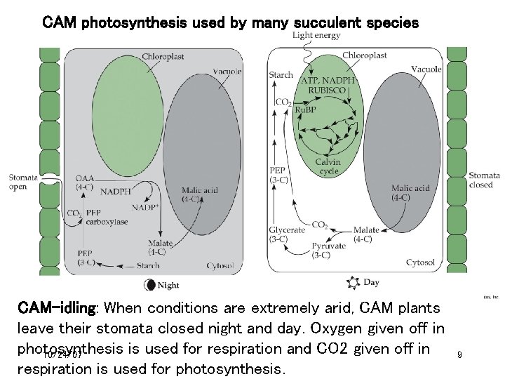 CAM photosynthesis used by many succulent species CAM-idling: When conditions are extremely arid, CAM