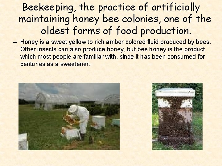 Beekeeping, the practice of artificially maintaining honey bee colonies, one of the oldest forms