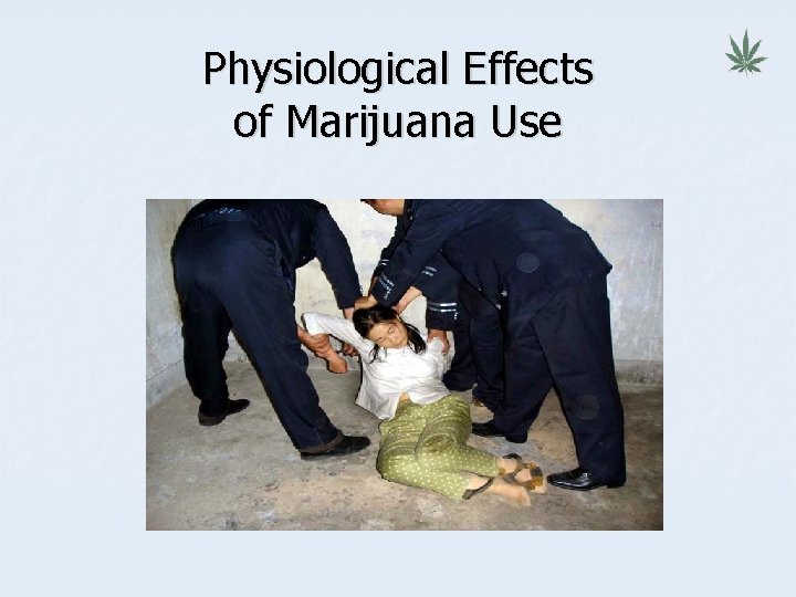 Physiological Effects of Marijuana Use 