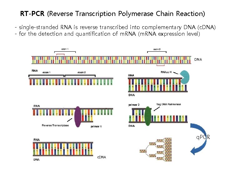 RT-PCR (Reverse Transcription Polymerase Chain Reaction) - single-stranded RNA is reverse transcribed into complementary RT-PCR (Reverse Transcription Polymerase Chain Reaction) - single-stranded RNA is reverse transcribed into complementary