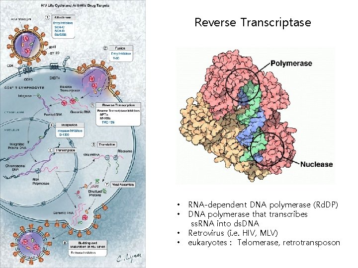 Reverse Transcriptase • • RNA-dependent DNA polymerase (Rd. DP) DNA polymerase that transcribes ss. Reverse Transcriptase • • RNA-dependent DNA polymerase (Rd. DP) DNA polymerase that transcribes ss.