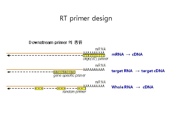 RT primer design m. RNA → c. DNA target RNA → target c. DNA RT primer design m. RNA → c. DNA target RNA → target c. DNA