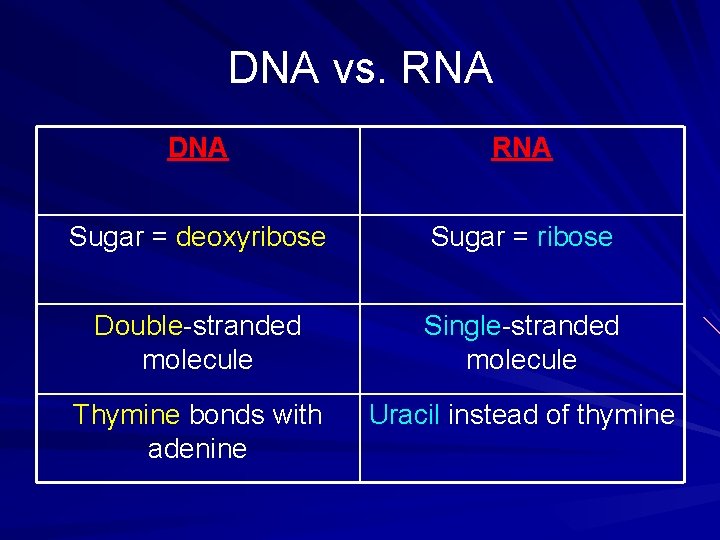 DNA vs. RNA DNA RNA Sugar = deoxyribose Sugar = ribose Double-stranded molecule Single-stranded