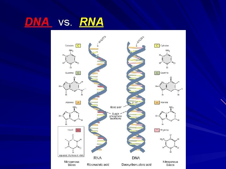 DNA vs. RNA 