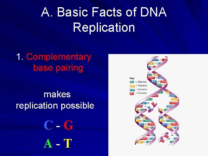 A. Basic Facts of DNA Replication 1. Complementary base pairing makes replication possible C-G