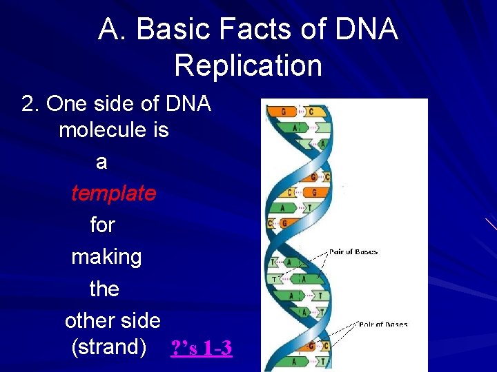 A. Basic Facts of DNA Replication 2. One side of DNA molecule is a