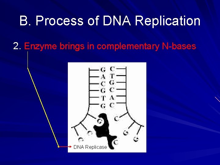 B. Process of DNA Replication 2. Enzyme brings in complementary N-bases DNA Replicase 