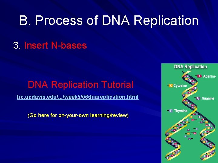 B. Process of DNA Replication 3. Insert N-bases DNA Replication Tutorial trc. ucdavis. edu/.
