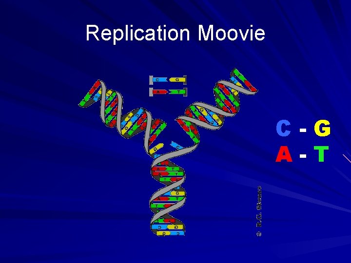 Replication Moovie C-G A-T 