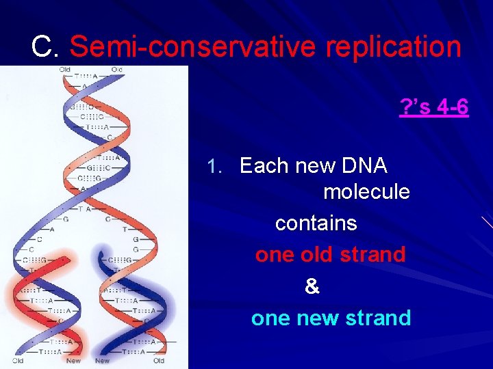 C. Semi-conservative replication ? ’s 4 -6 1. Each new DNA molecule contains one