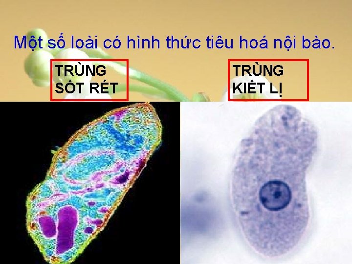 Một số loài có hình thức tiêu hoá nội bào. TRÙNG SỐT RÉT TRÙNG