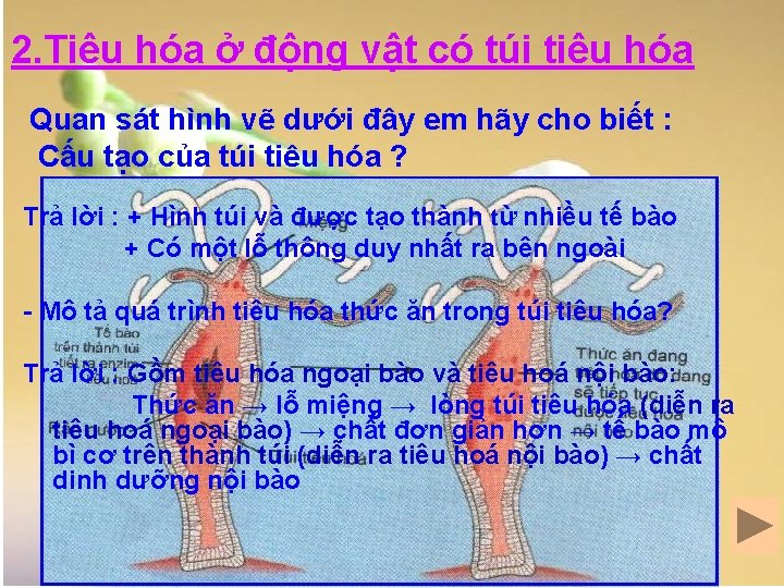 2. Tiêu hóa ở động vật có túi tiêu hóa Quan sát hình vẽ