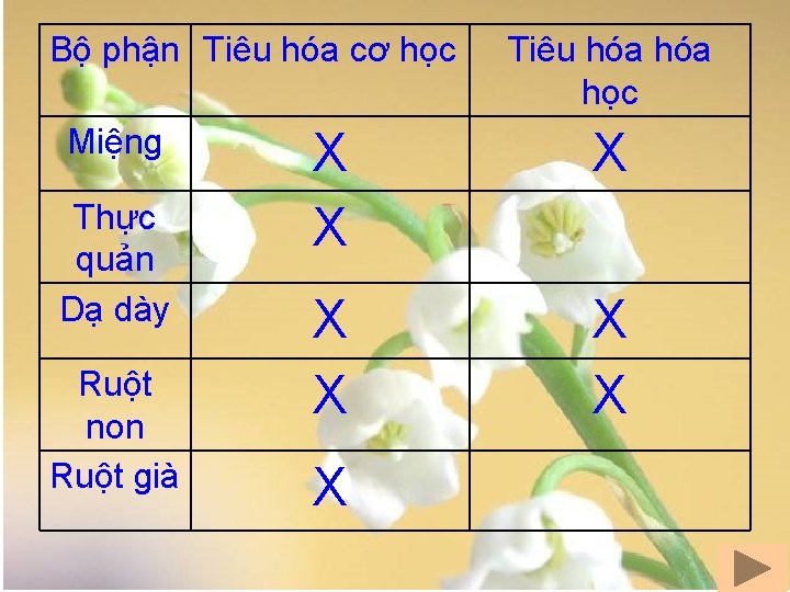 Bộ phận Tiêu hóa cơ học Miệng Thực quản Dạ dày Ruột non Ruột