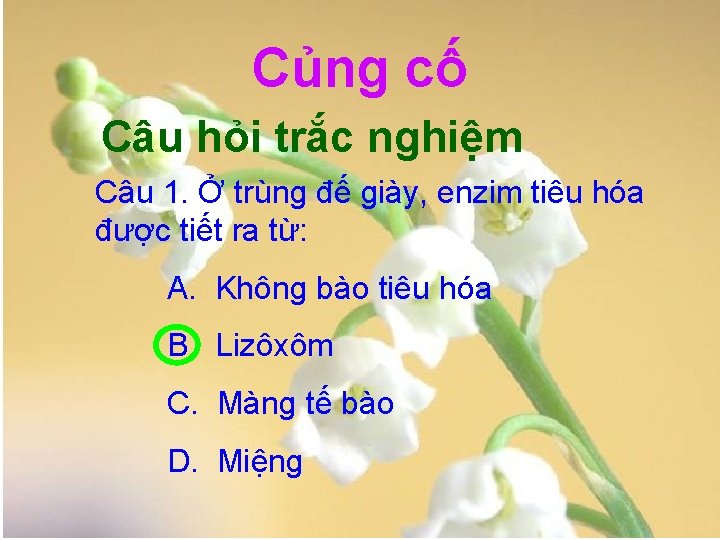 Củng cố Câu hỏi trắc nghiệm Câu 1. Ở trùng đế giày, enzim tiêu