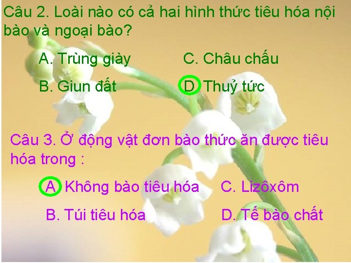 Câu 2. Loài nào có cả hai hình thức tiêu hóa nội bào và