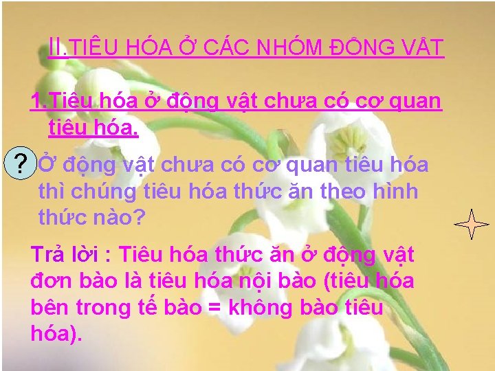 II. TIÊU HÓA Ở CÁC NHÓM ĐỘNG VẬT 1. Tiêu hóa ở động vật