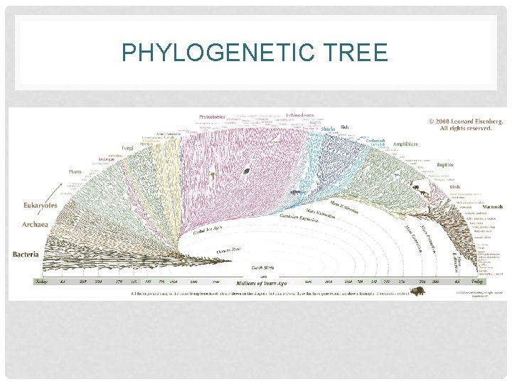 PHYLOGENETIC TREE 