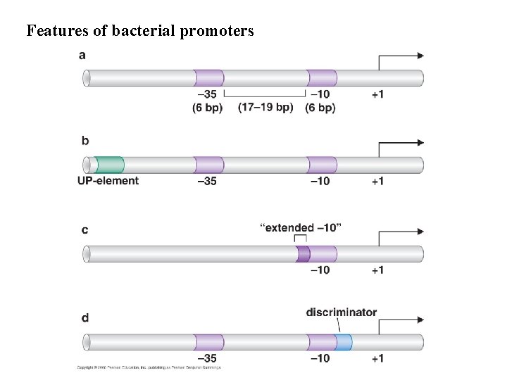 Features of bacterial promoters 