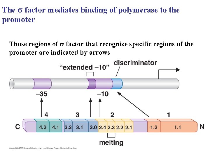The s factor mediates binding of polymerase to the promoter Those regions of s