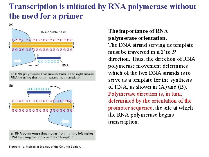 Transcription is initiated by RNA polymerase without the need for a primer The importance