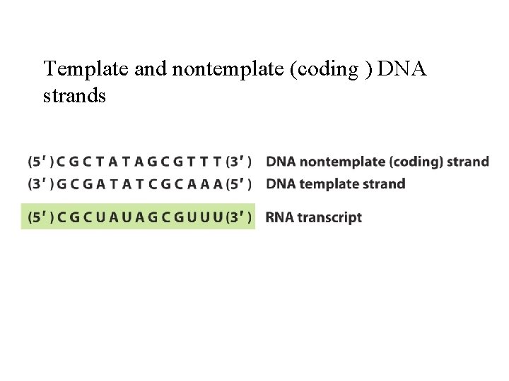 Template and nontemplate (coding ) DNA strands 