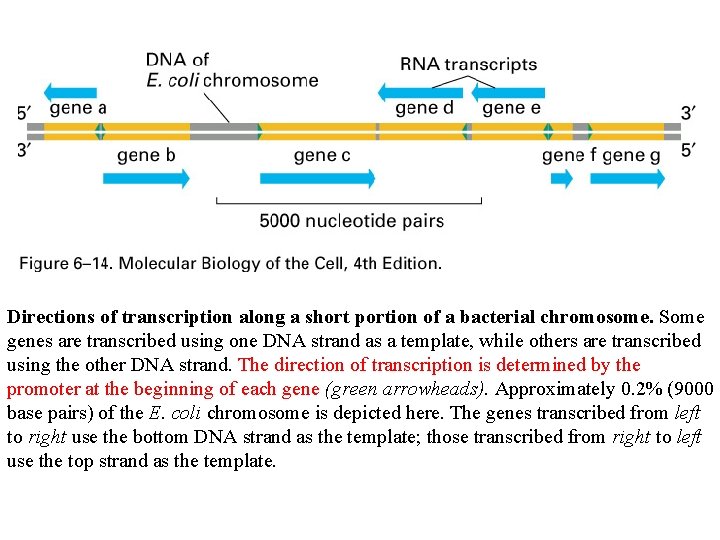 Directions of transcription along a short portion of a bacterial chromosome. Some genes are