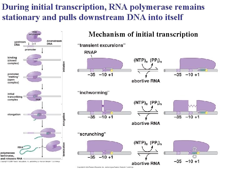 During initial transcription, RNA polymerase remains stationary and pulls downstream DNA into itself Mechanism