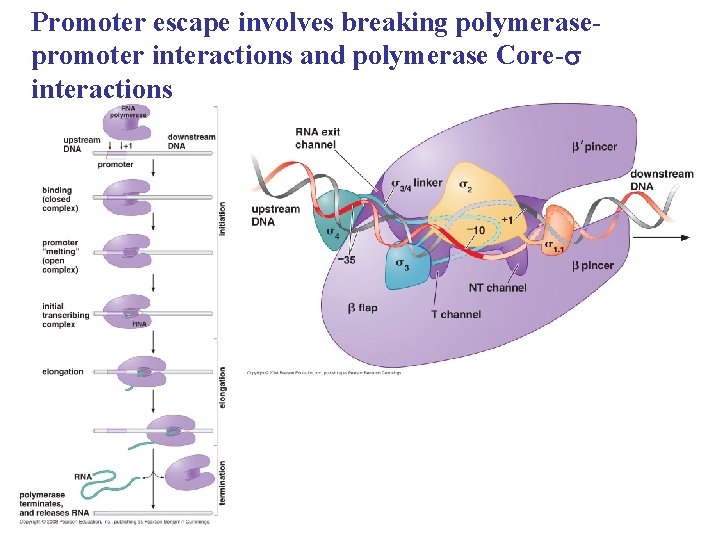 Promoter escape involves breaking polymerasepromoter interactions and polymerase Core-s interactions 