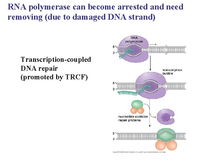 RNA polymerase can become arrested and need removing (due to damaged DNA strand) Transcription-coupled
