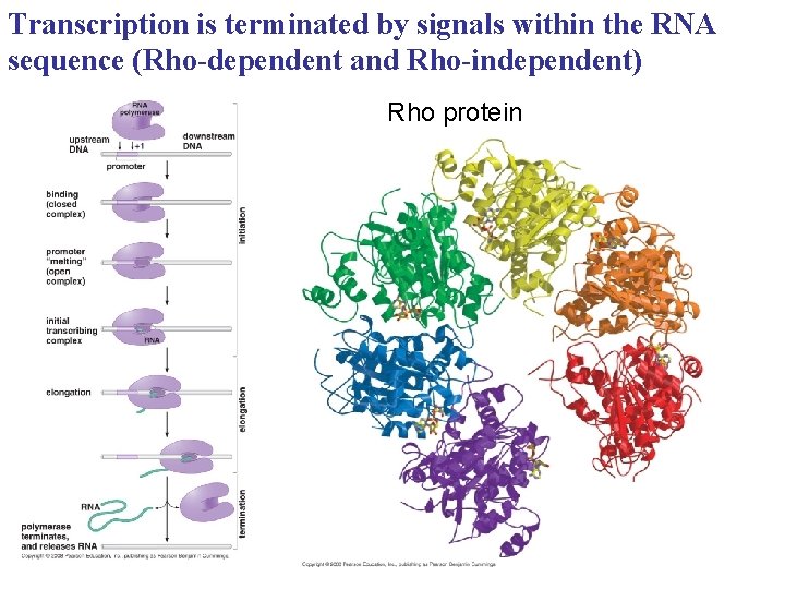 Transcription is terminated by signals within the RNA sequence (Rho-dependent and Rho-independent) Rho protein