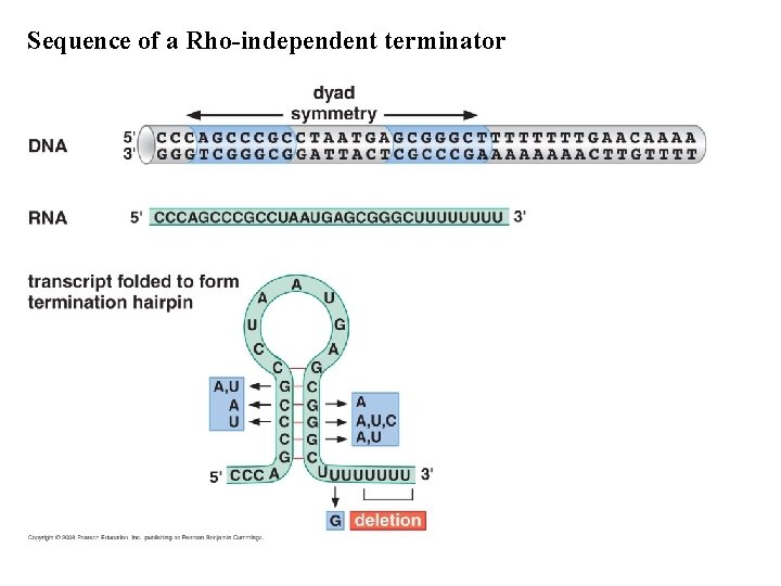Sequence of a Rho-independent terminator 