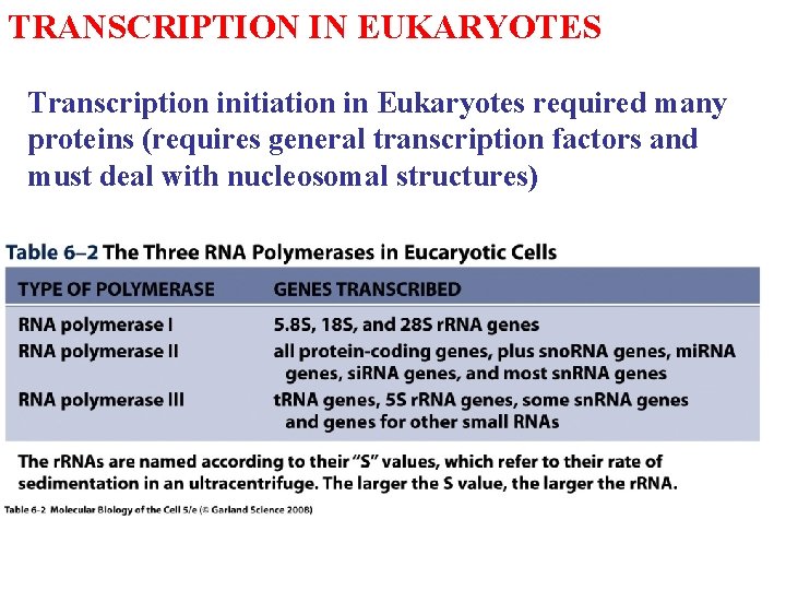 TRANSCRIPTION IN EUKARYOTES Transcription initiation in Eukaryotes required many proteins (requires general transcription factors