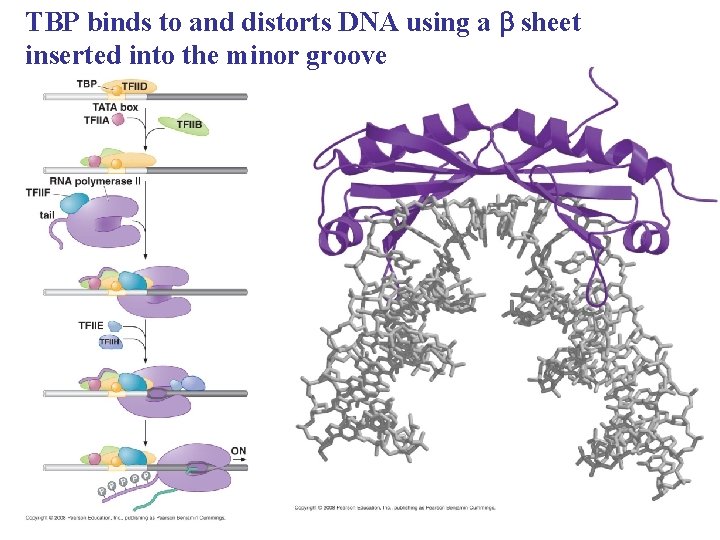 TBP binds to and distorts DNA using a b sheet inserted into the minor