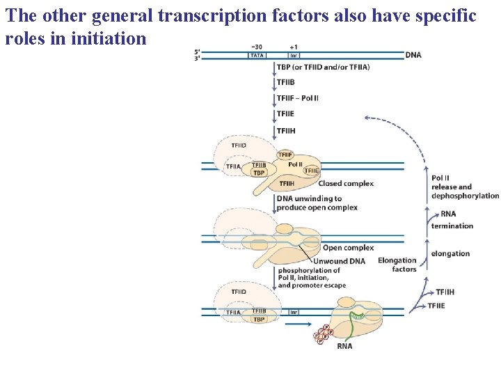 The other general transcription factors also have specific roles in initiation 