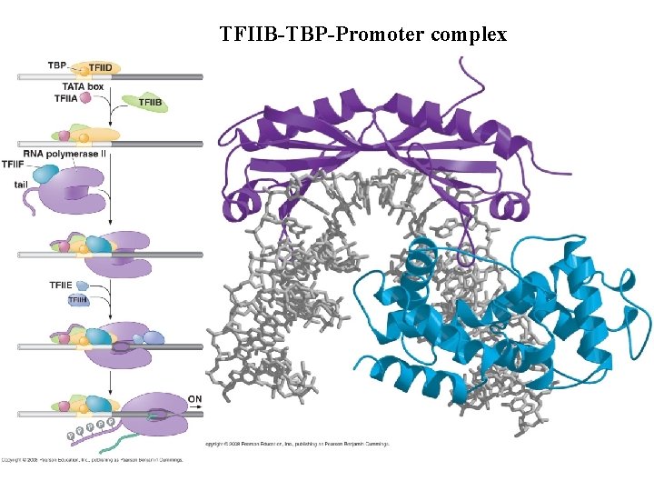 TFIIB-TBP-Promoter complex 