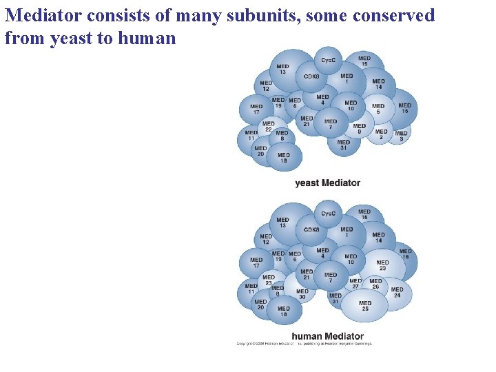 Mediator consists of many subunits, some conserved from yeast to human 