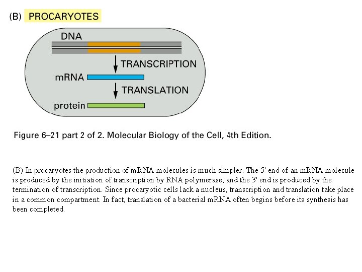 (B) In procaryotes the production of m. RNA molecules is much simpler. The 5'