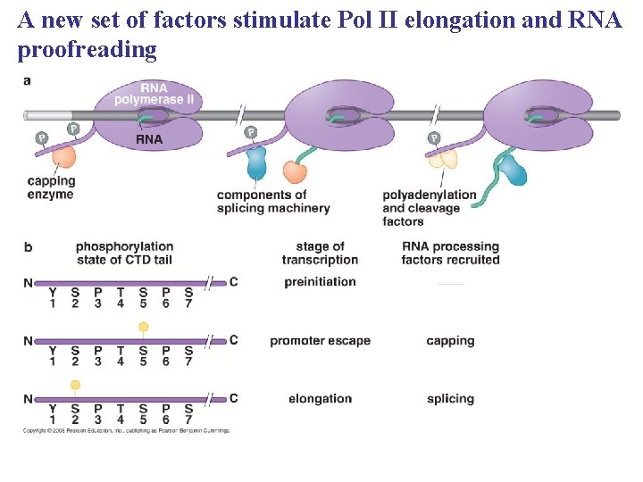 A new set of factors stimulate Pol II elongation and RNA proofreading 