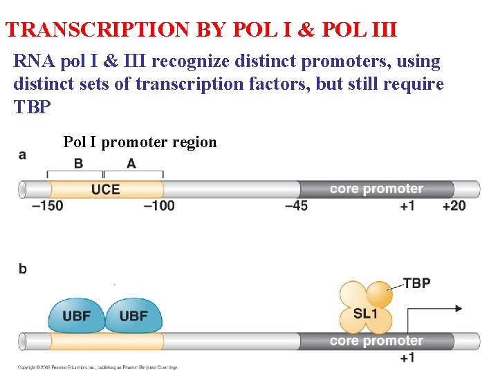 TRANSCRIPTION BY POL I & POL III RNA pol I & III recognize distinct