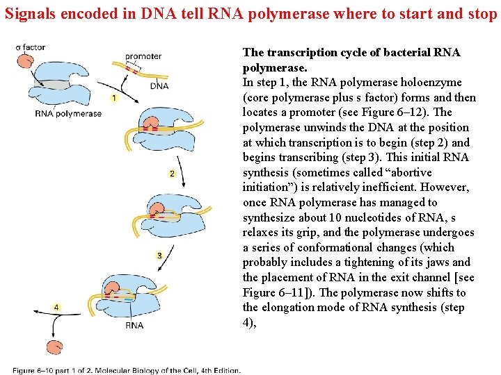 Signals encoded in DNA tell RNA polymerase where to start and stop The transcription