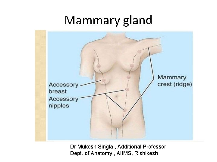 Mammary gland Dr Mukesh Singla , Additional Professor Dept. of Anatomy , AIIMS, Rishikesh