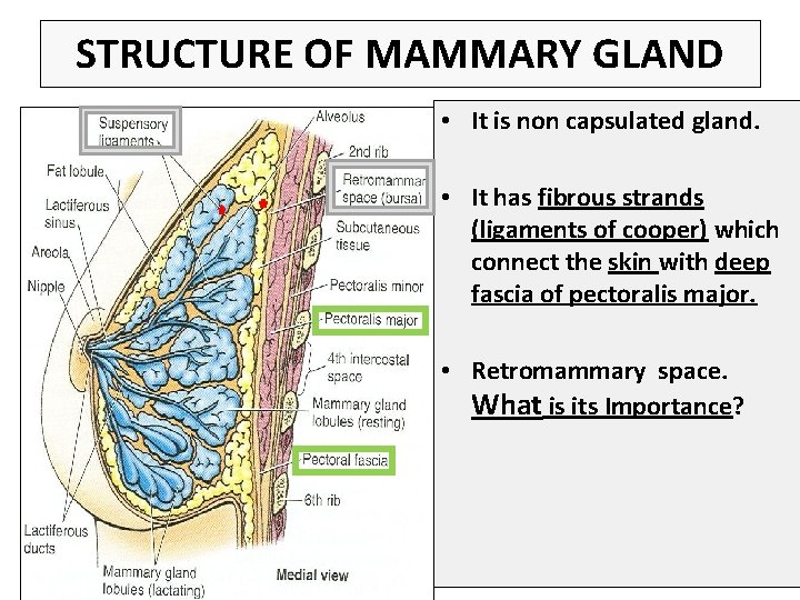 STRUCTURE OF MAMMARY GLAND • It is non capsulated gland. • It has fibrous