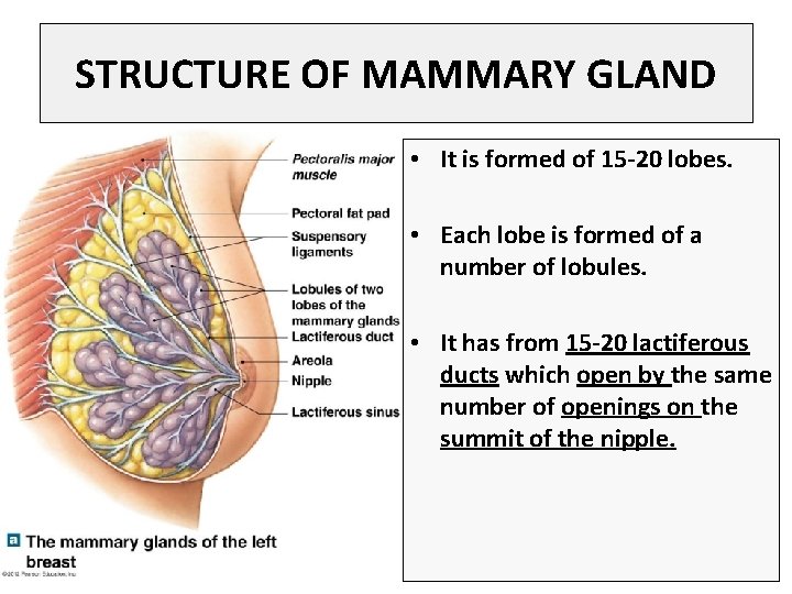 STRUCTURE OF MAMMARY GLAND • It is formed of 15 -20 lobes. • Each